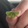 mkmlovebug